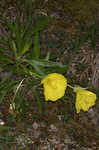 Bigfruit evening primrose